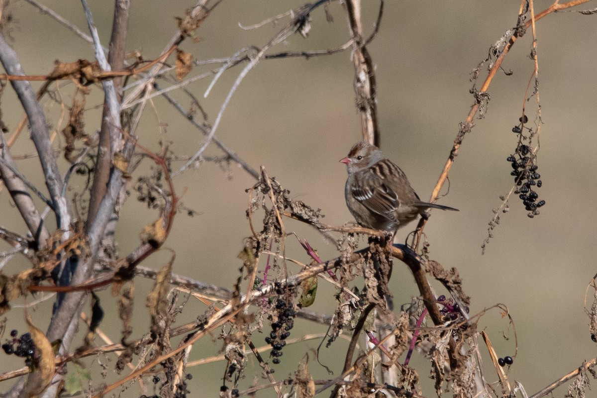 White-crowned Sparrow - Candice Lowther