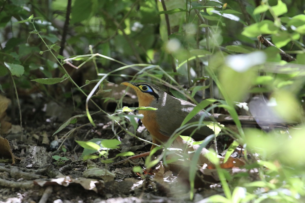 Lesser Ground-Cuckoo - ML186878531