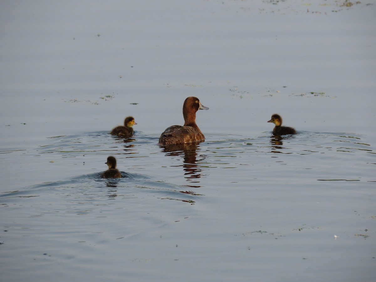 Lesser Scaup - ML186880201