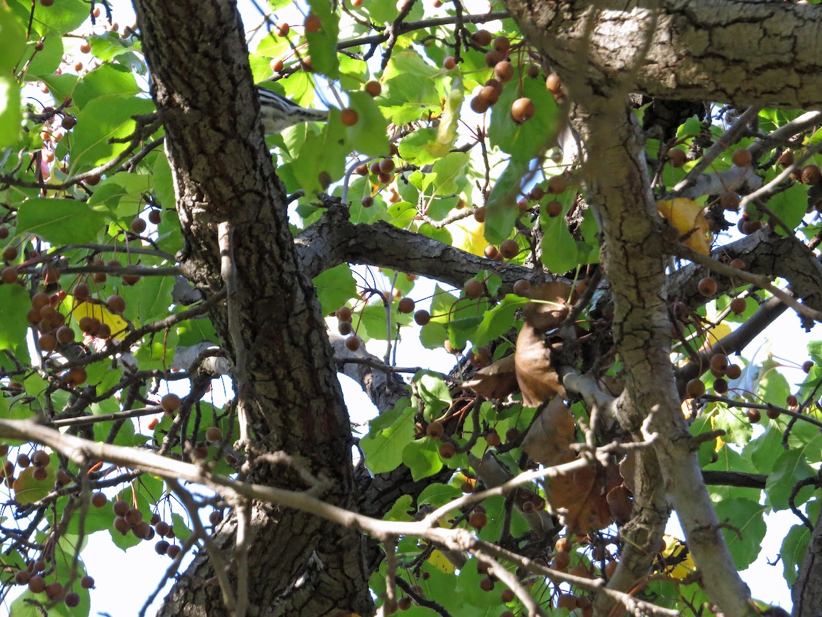 Black-and-white Warbler - ML186880451