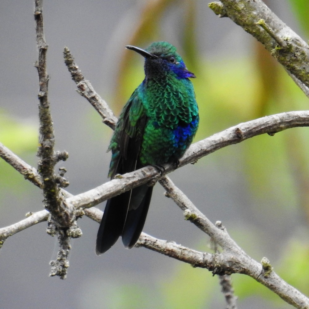 kolibřík modrolící - ML186880481