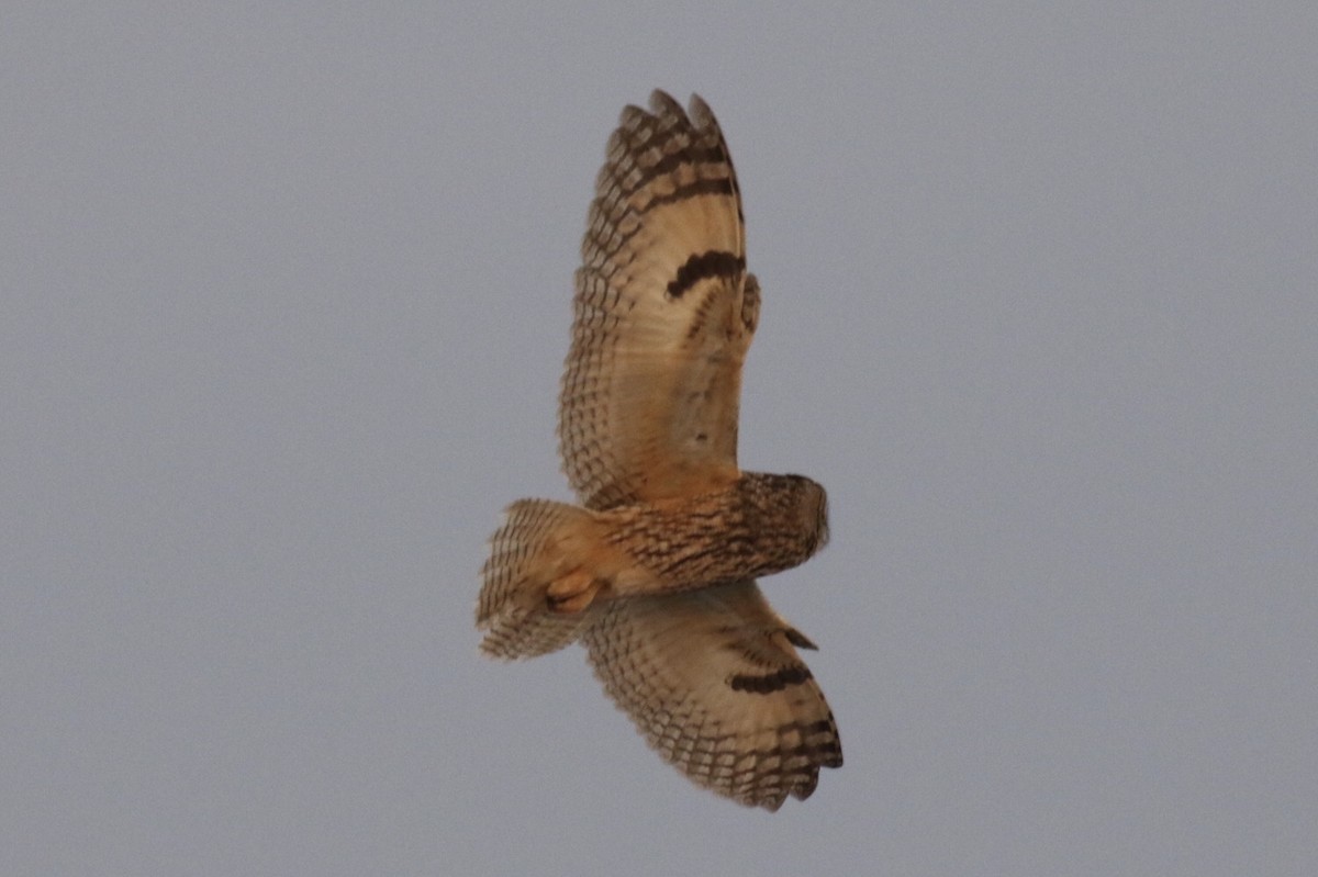 Short-eared Owl - ML186880711