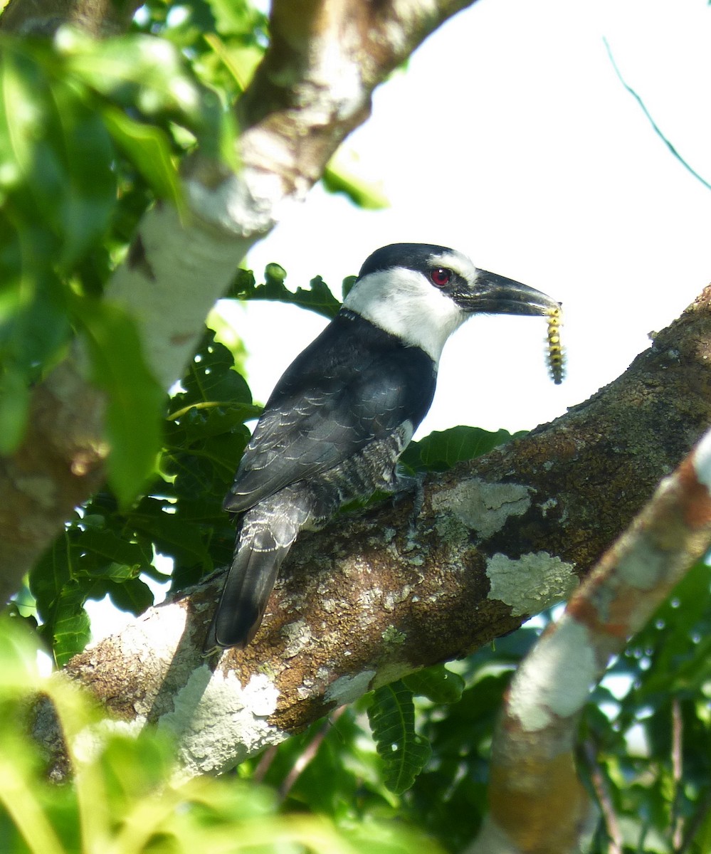 White-necked Puffbird - ML186884771