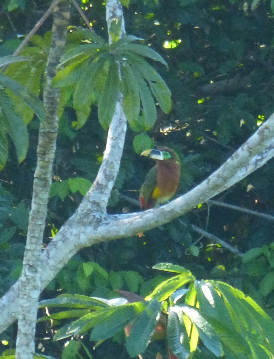 Toucanet de Gould - ML186885151