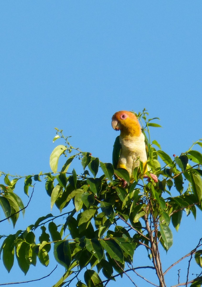 White-bellied Parrot - ML186885411