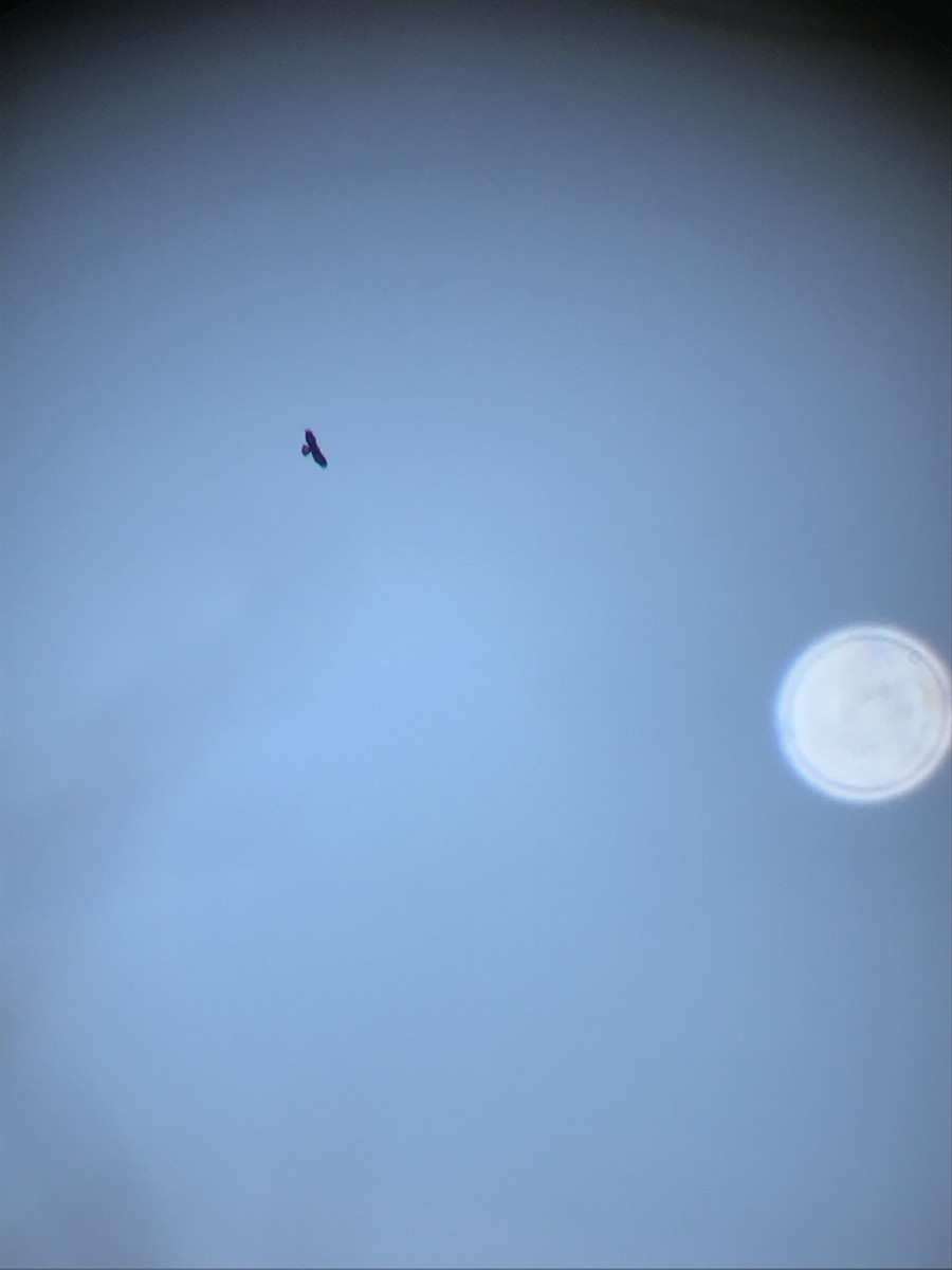 Golden Eagle - ML186886141