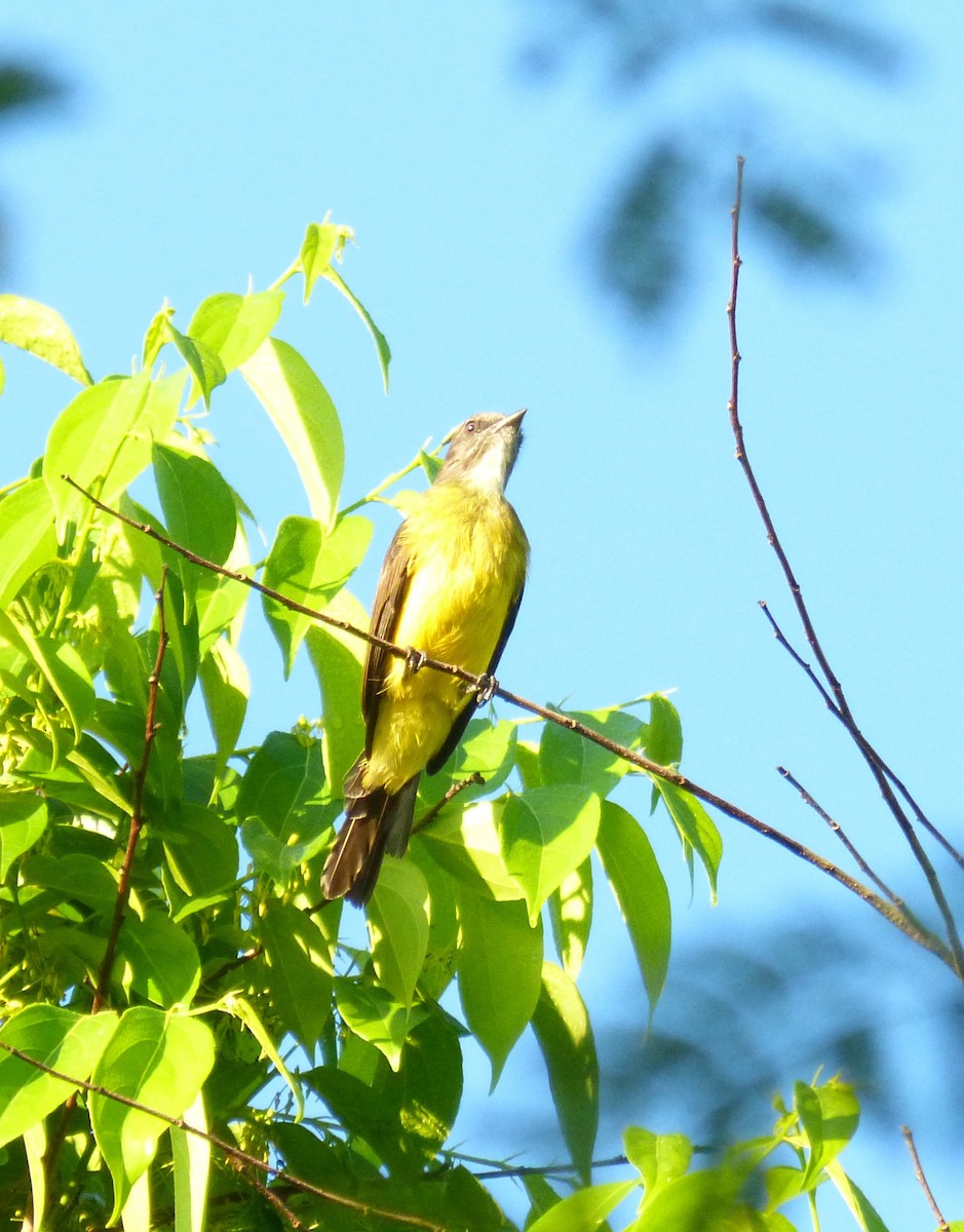 Dusky-chested Flycatcher - ML186886801