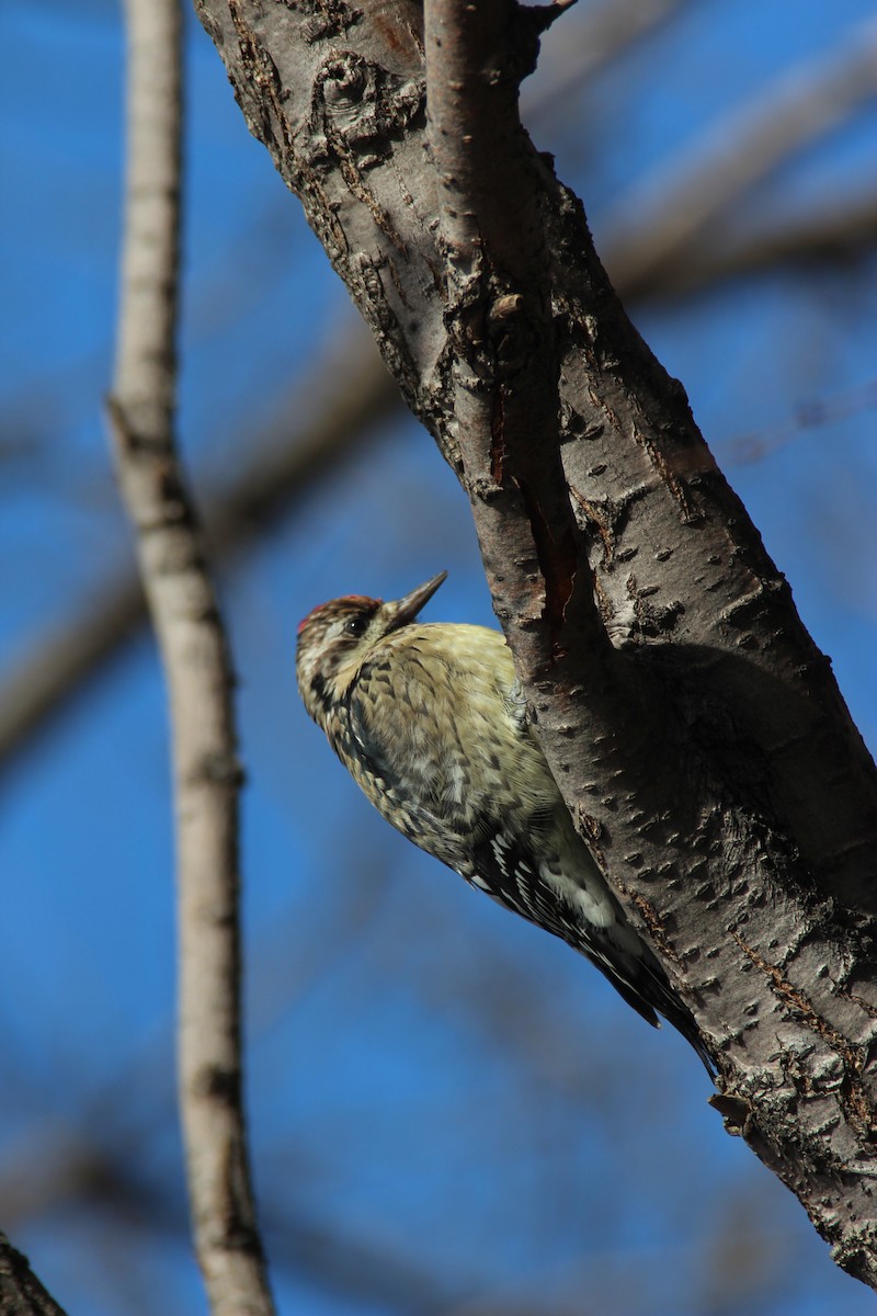 Yellow-bellied Sapsucker - ML186888911