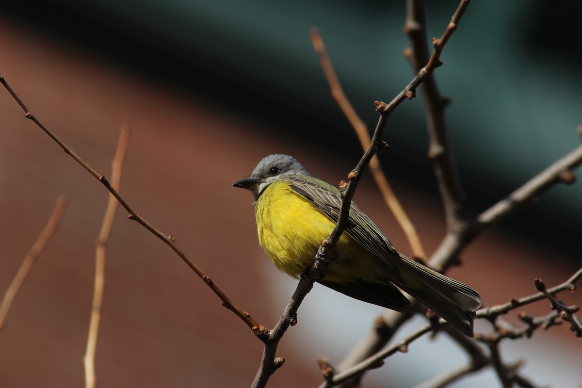 Couch's Kingbird - ML186889121