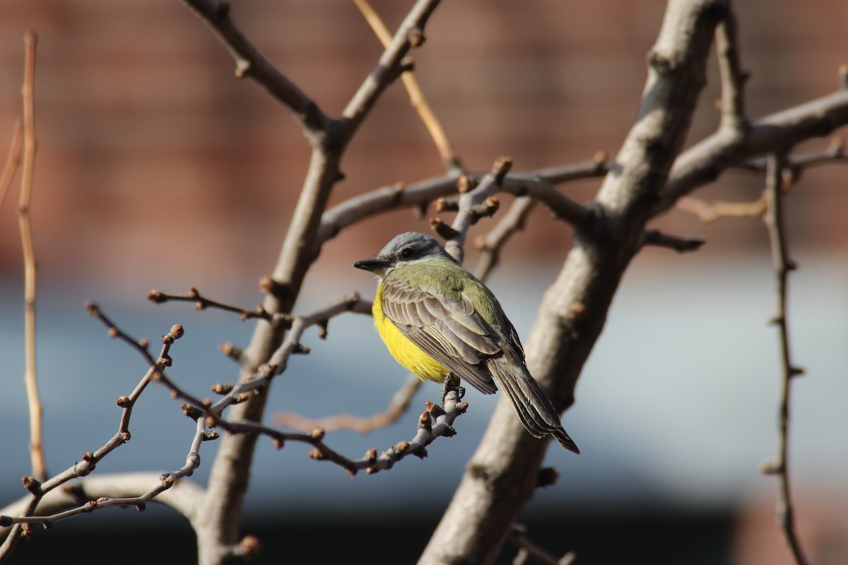 Couch's Kingbird - Michael Gage