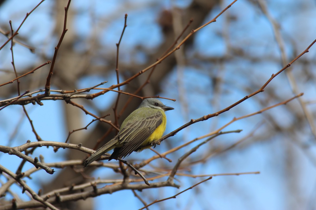 Couch's Kingbird - ML186889191