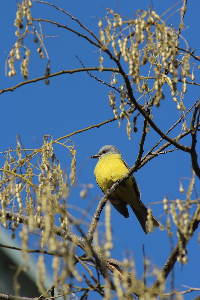 Couch's Kingbird - ML186889211