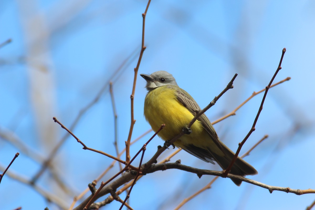 Couch's Kingbird - ML186889231