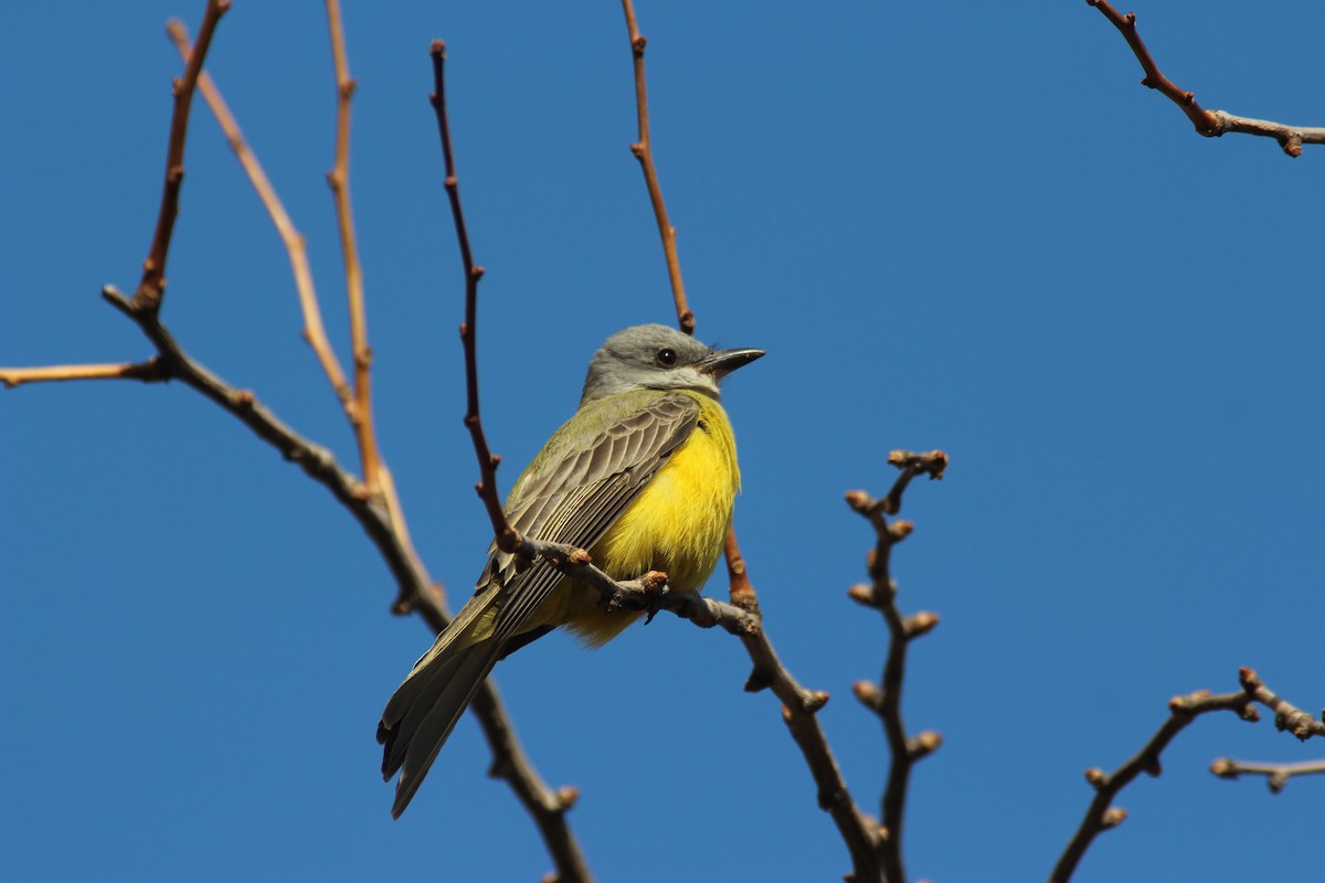 Couch's Kingbird - ML186889251