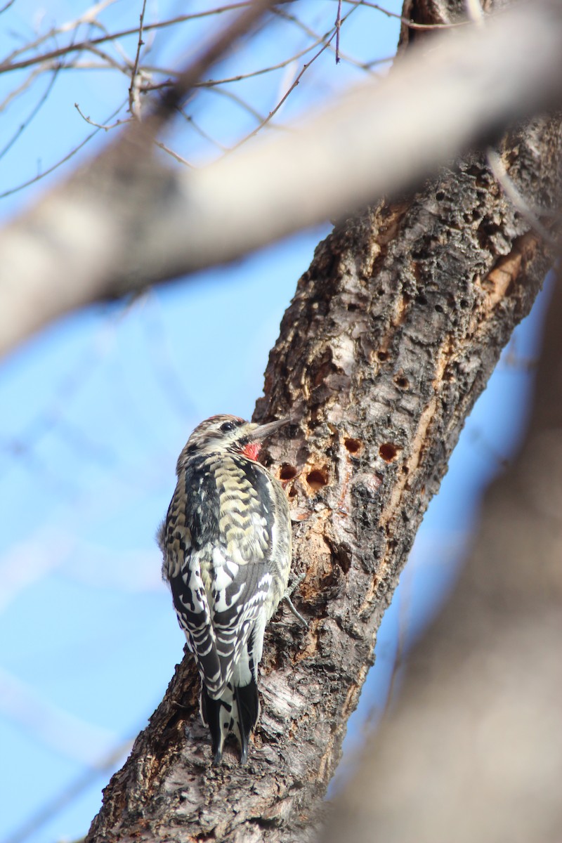 Yellow-bellied Sapsucker - ML186890341