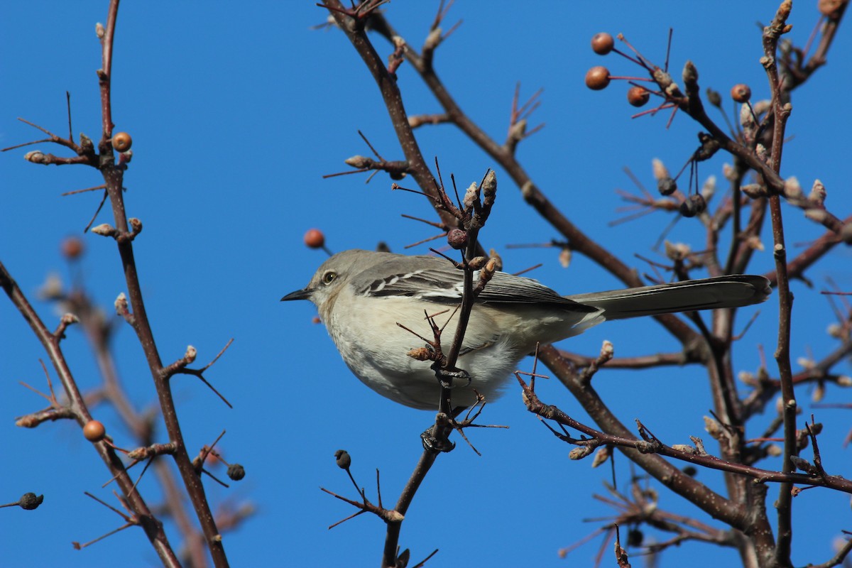 Northern Mockingbird - ML186890431