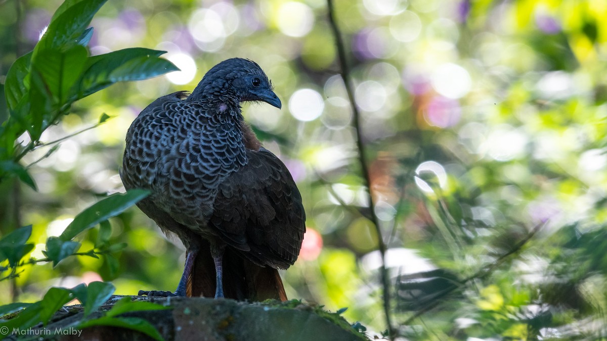 Colombian Chachalaca - Mathurin Malby