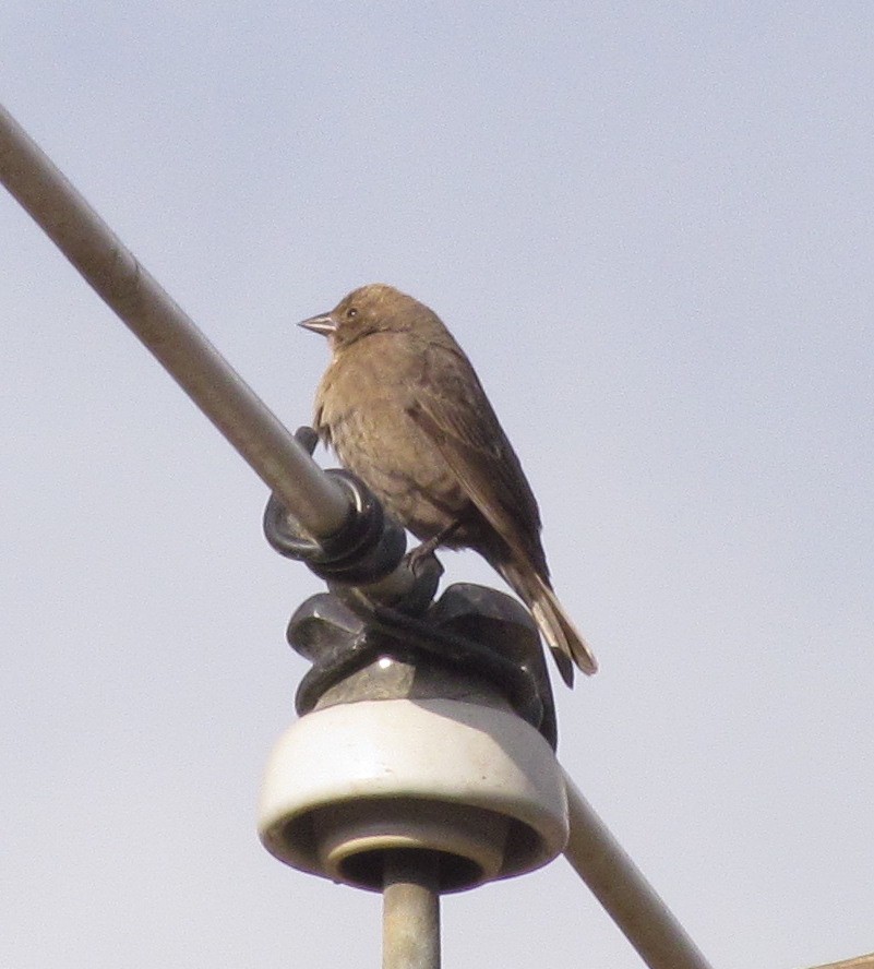 Brown-headed Cowbird - ML186892111