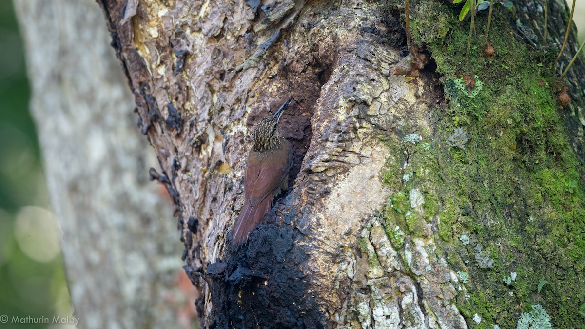 Cocoa Woodcreeper - Mathurin Malby