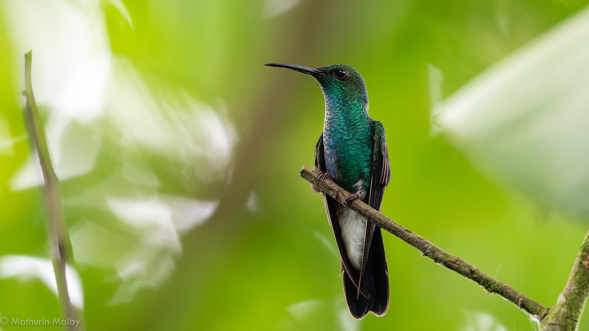 White-vented Plumeleteer - Mathurin Malby