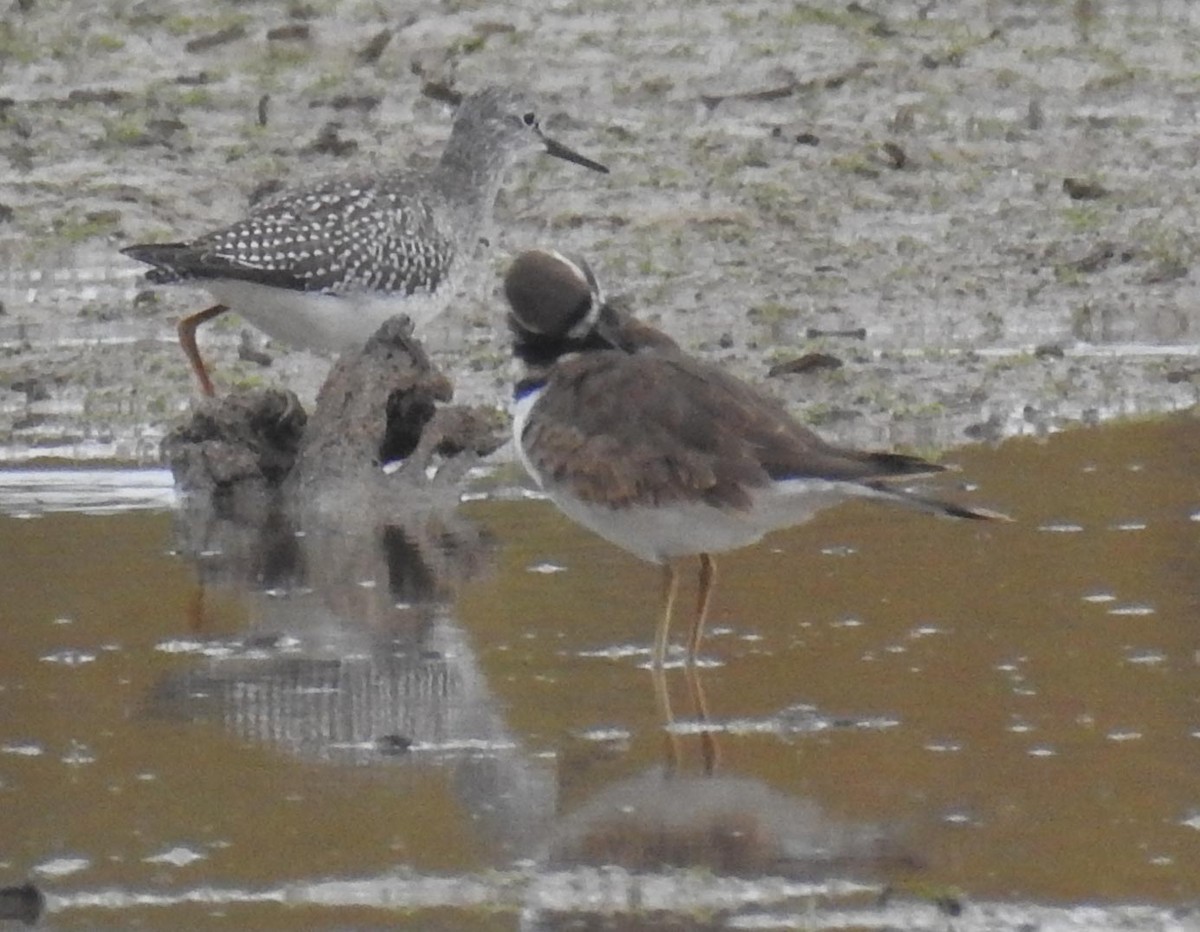 Lesser Yellowlegs - ML186893481