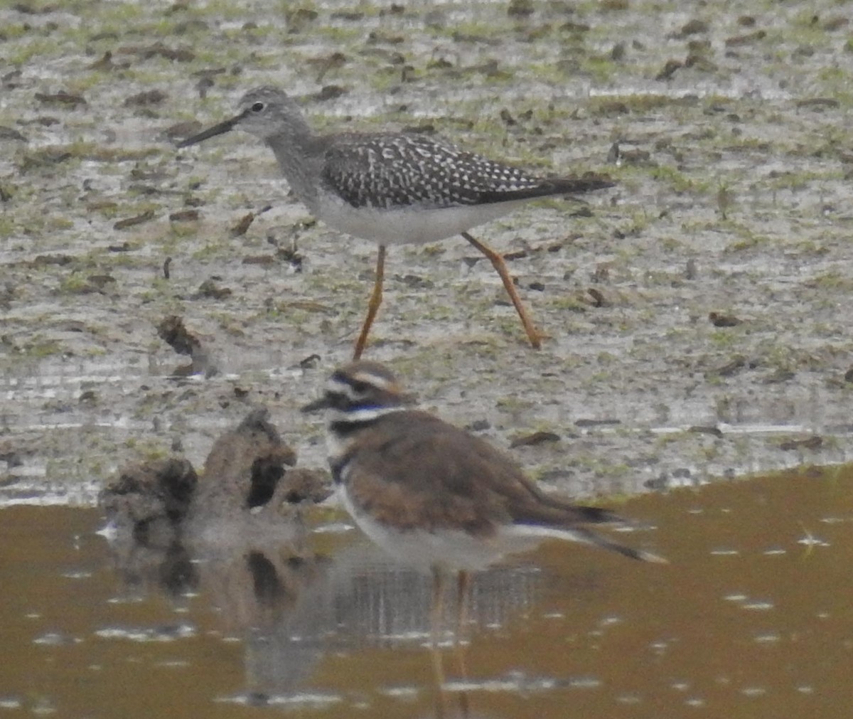 Lesser Yellowlegs - ML186893491