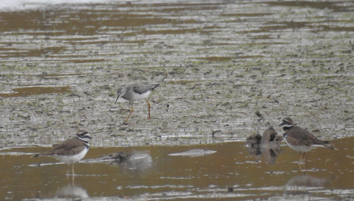 Lesser Yellowlegs - ML186893601