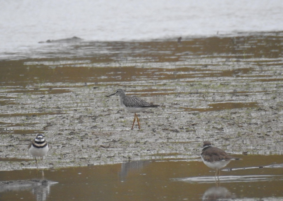 Lesser Yellowlegs - ML186893611