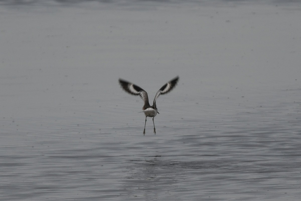 willetsnipe (inornata) - ML186894821