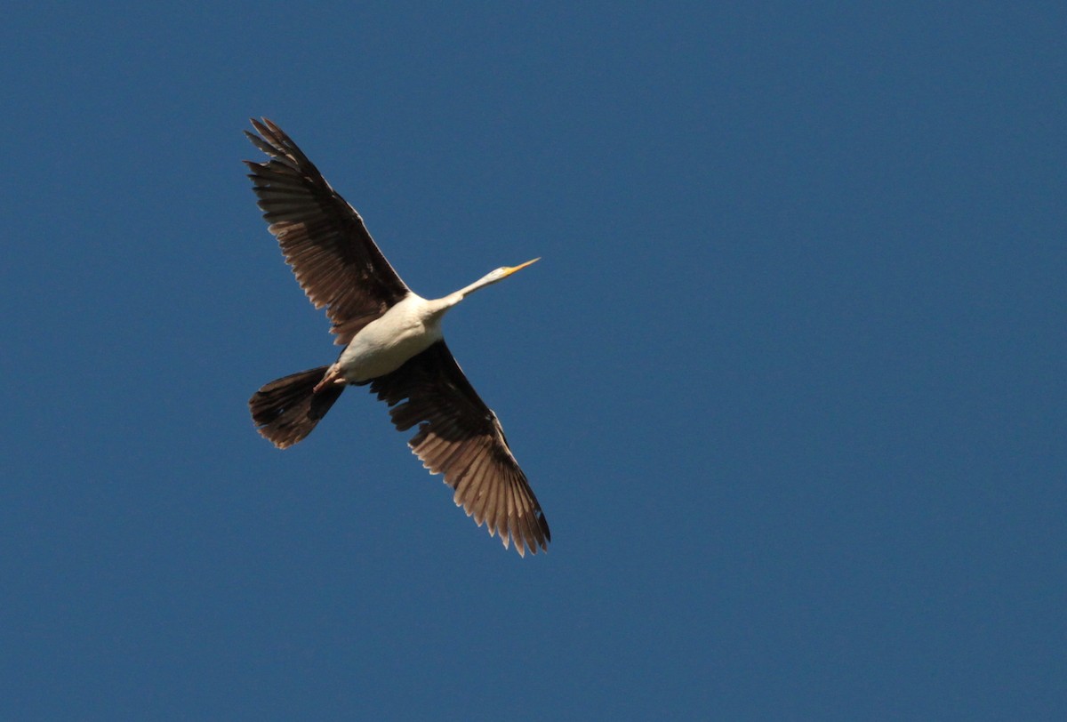 anhinga australská - ML186895551