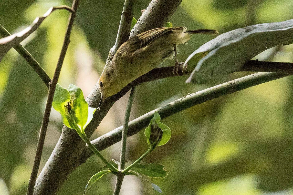 Buff-faced Scrubwren - Eric VanderWerf