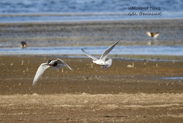 Whiskered Tern - ML186898011