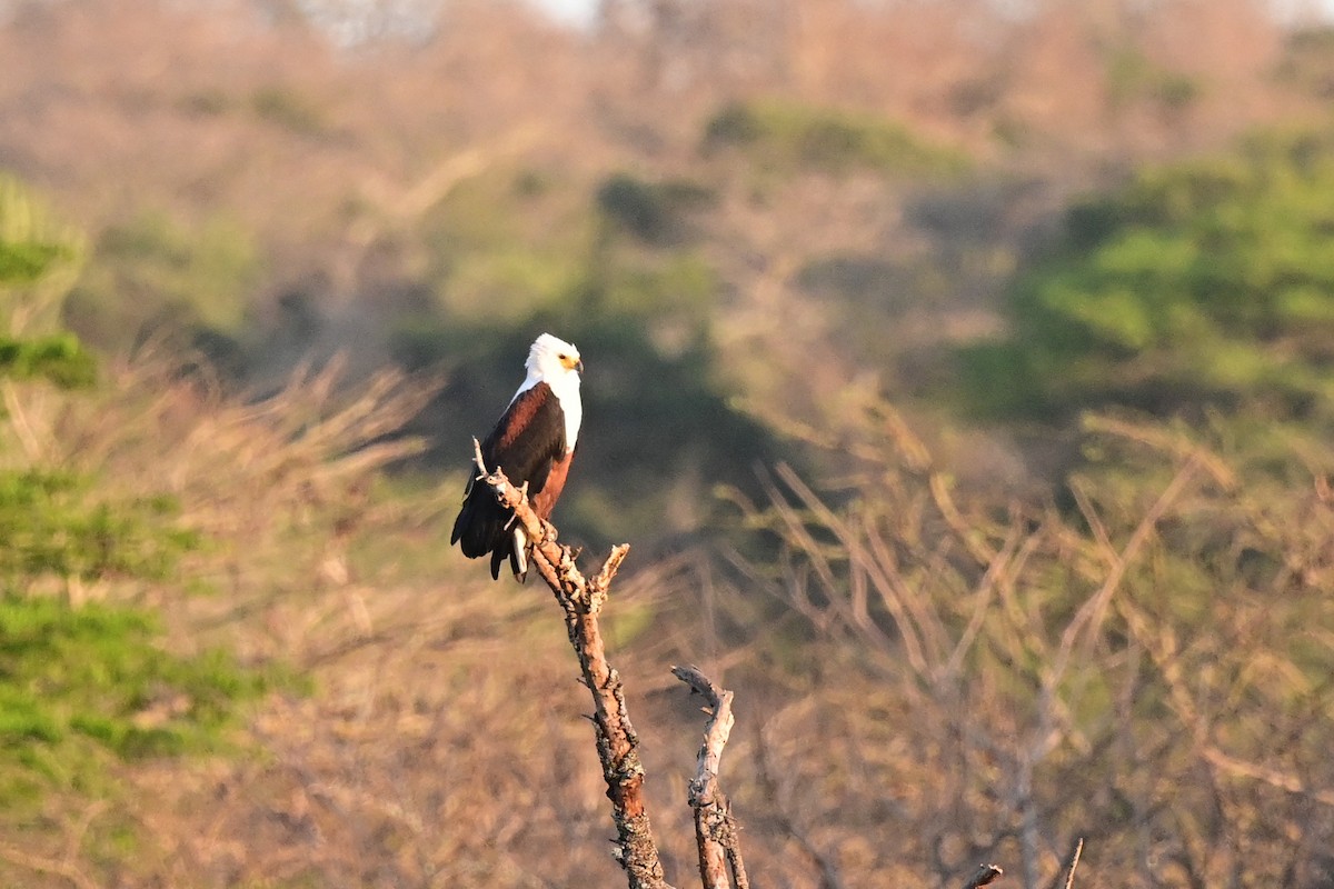 African Fish-Eagle - Michael Hyman