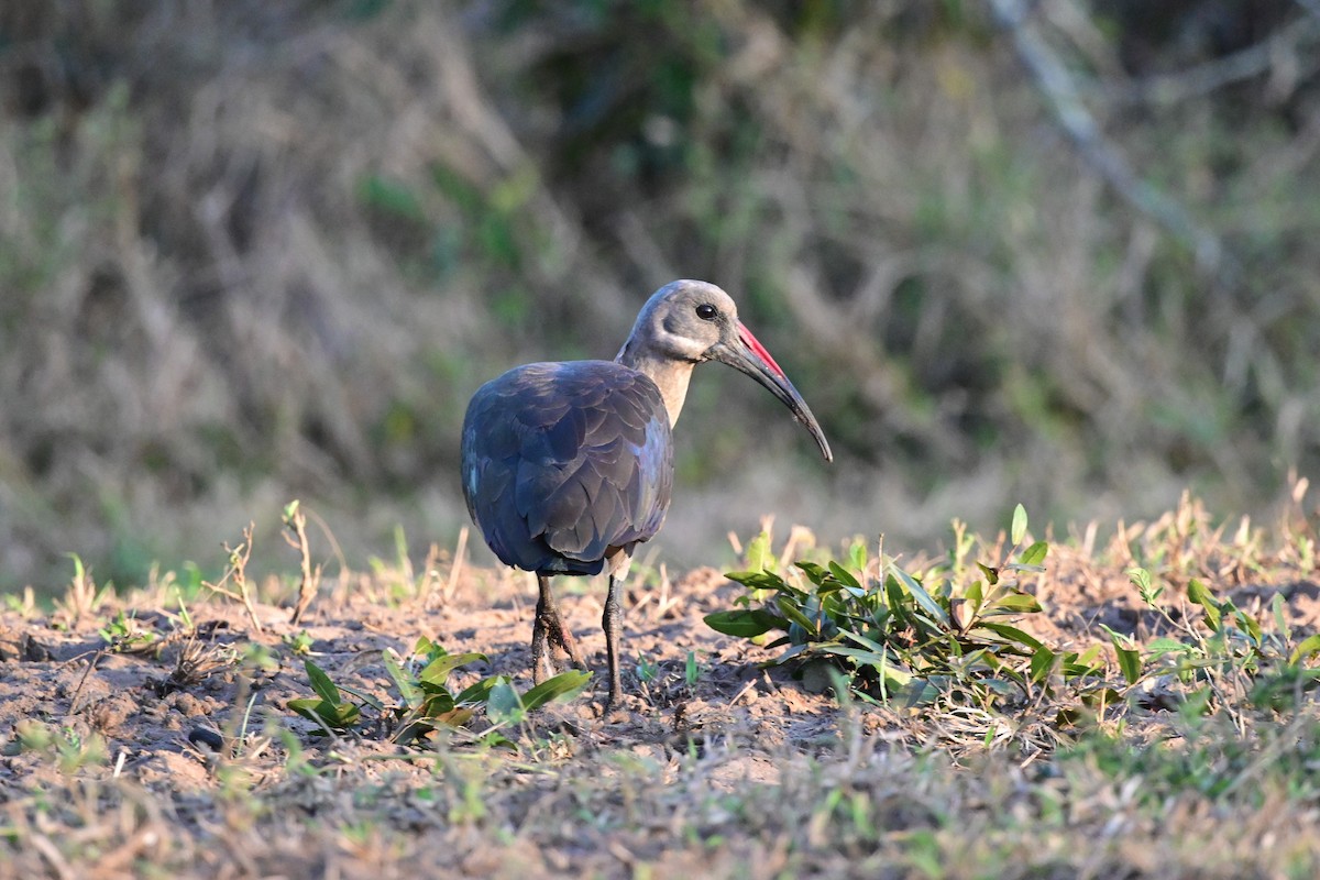 Ibis hagedash - ML186899941