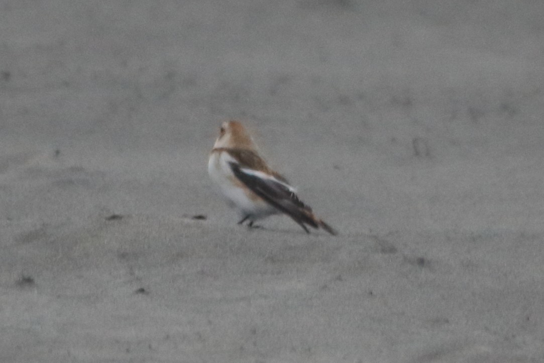 Snow Bunting - ML186900321