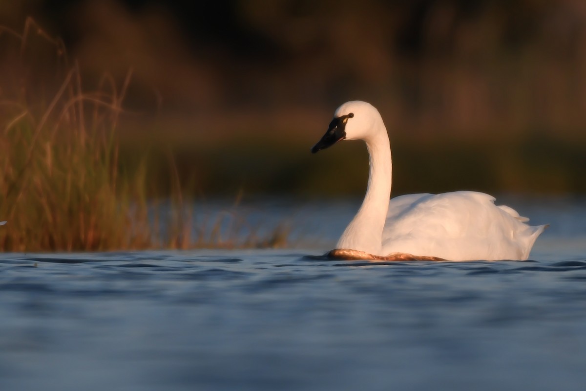 Tundra Swan (Whistling) - ML186902321