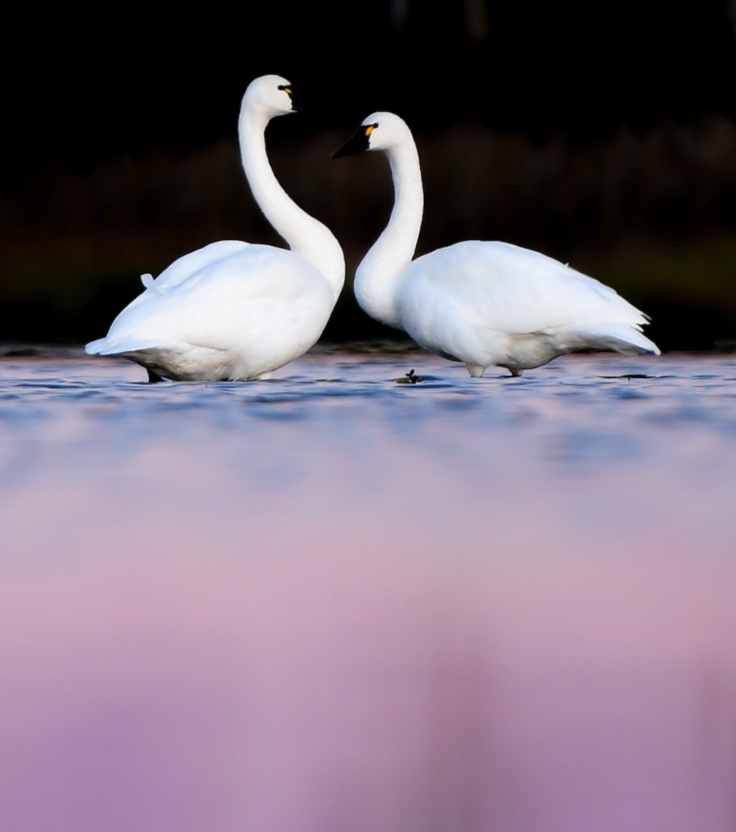 labuť malá (ssp. columbianus) - ML186902371