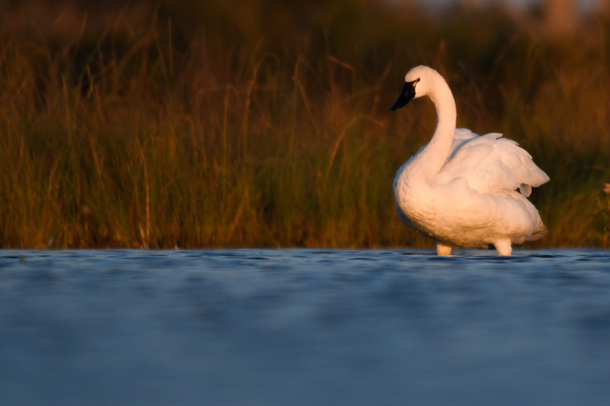Tundra Swan (Whistling) - ML186902381