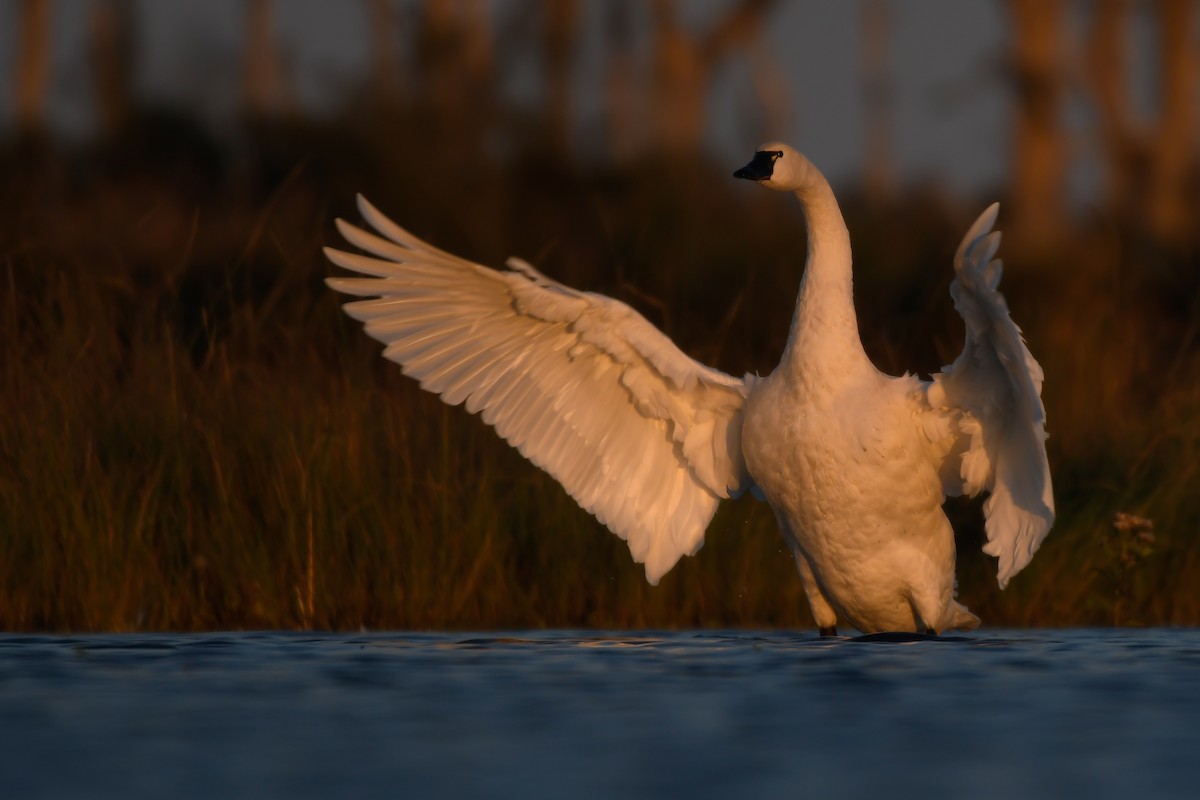 Tundra Swan (Whistling) - ML186902411