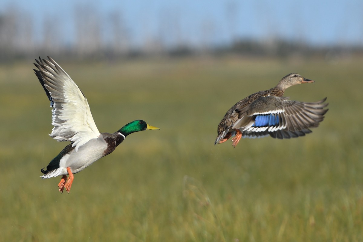 Mallard - Jonathan Irons