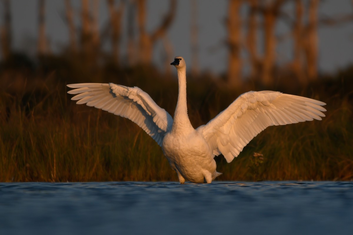 Tundra Swan (Whistling) - ML186902521