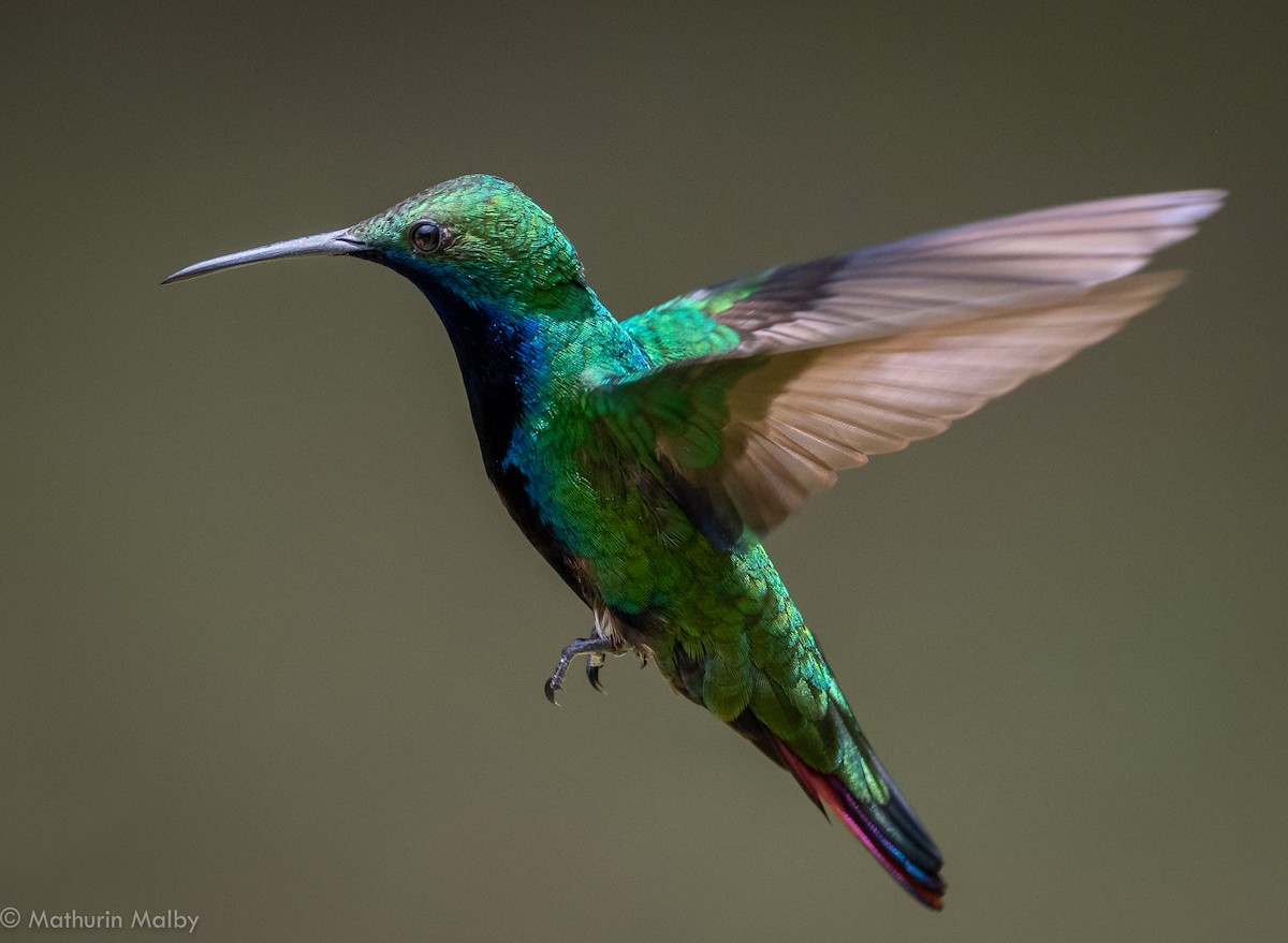 Black-throated Mango - Mathurin Malby