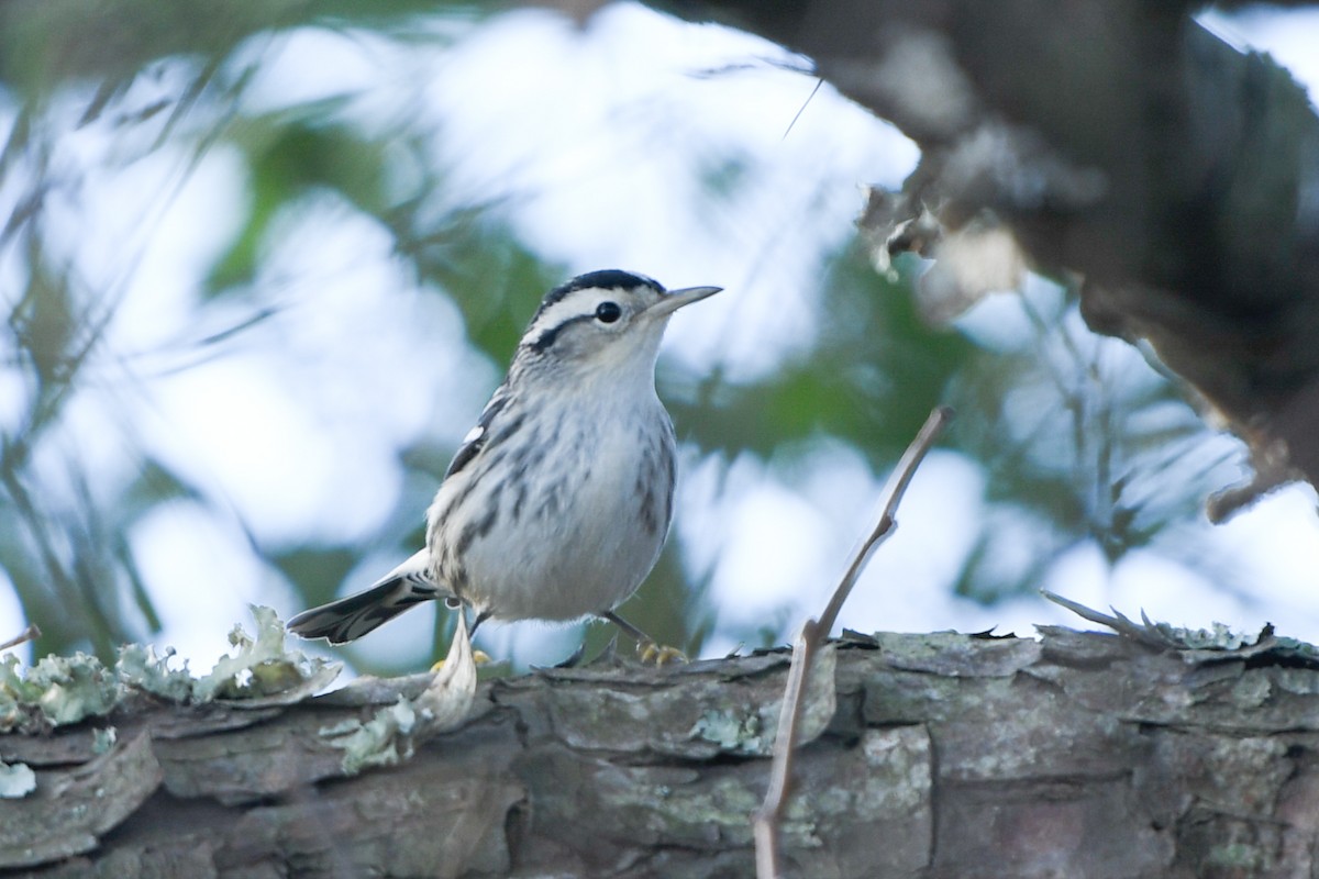 Black-and-white Warbler - ML186902791