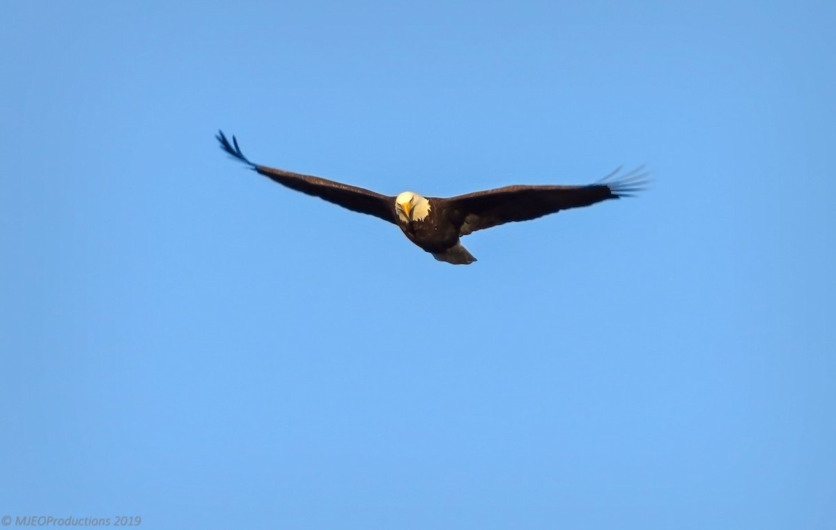 Bald Eagle - Marianne Ofenloch