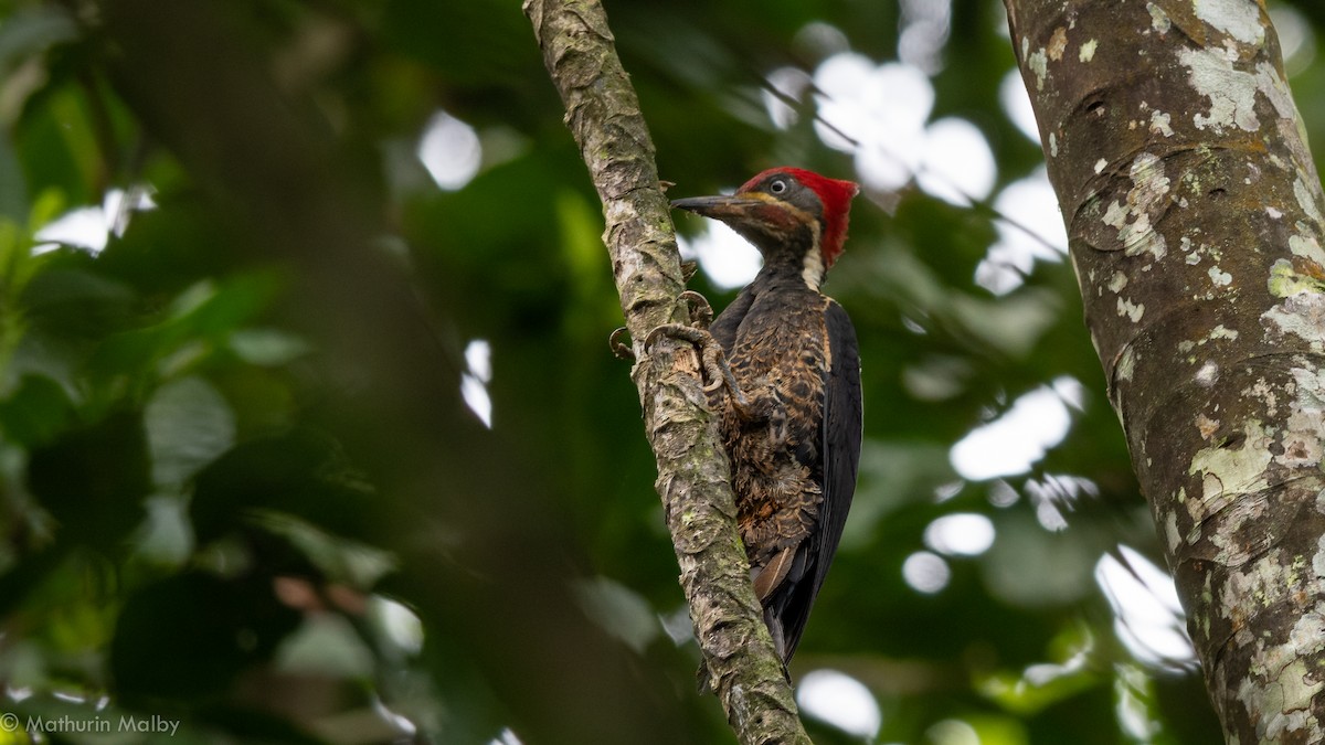 Lineated Woodpecker - Mathurin Malby