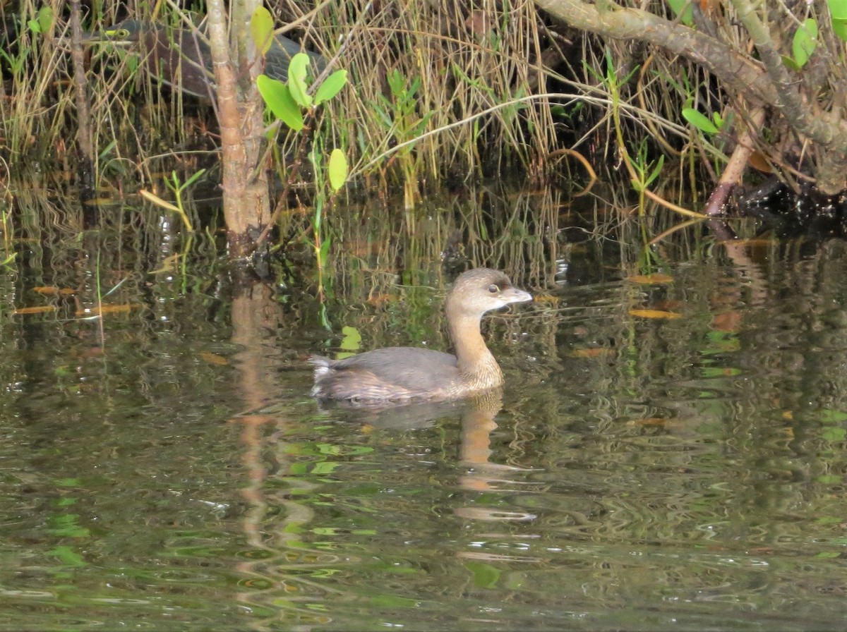 Pied-billed Grebe - Su Bannister