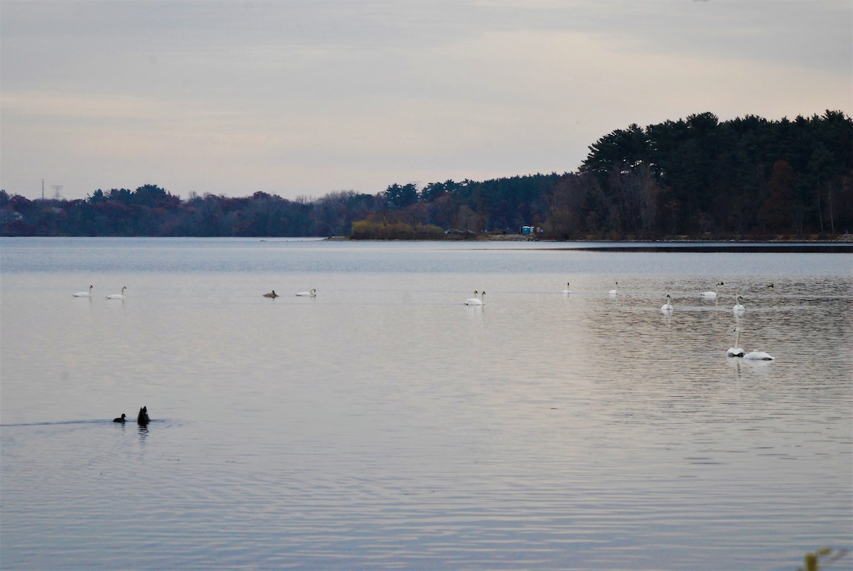 Trumpeter Swan - ML186904741