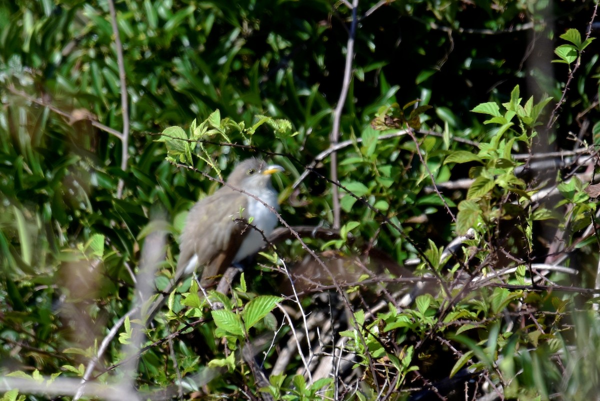 Yellow-billed Cuckoo - ML186905041