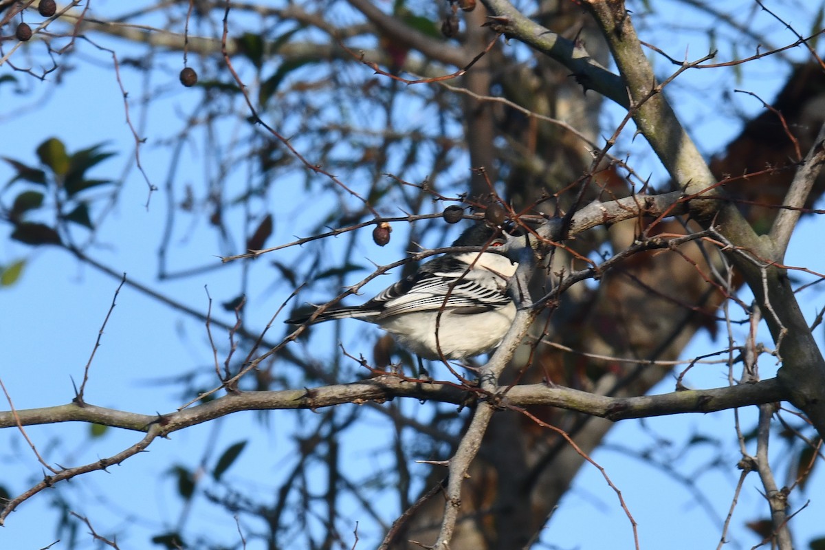 Black-backed Puffback - Michael Hyman