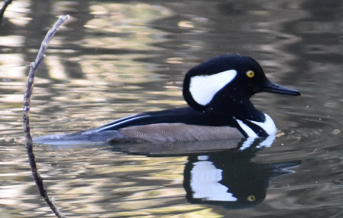 Hooded Merganser - Kyle Fisher